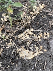 Alyssum desertorum