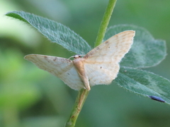 Idaea humiliata