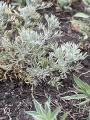 Artemisia austriaca