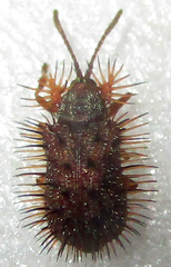 Dicladispa comata