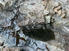 Chrysobothris scabripennis