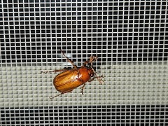 Phyllophaga