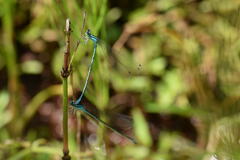 Enallagma circulatum