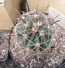 Ferocactus chrysacanthus