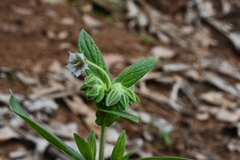 Trichodesma zeylanicum