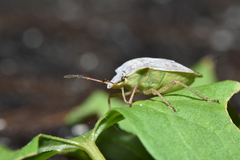 Euschistus servus euschistoides