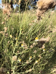 Chloracantha spinosa spinosa