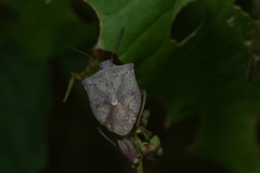 Euschistus servus euschistoides