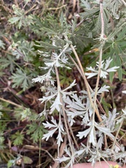 Potentilla argentea
