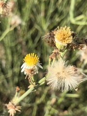 Chloracantha spinosa spinosa