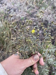 Potentilla argentea