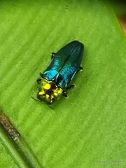 Endelus cupido