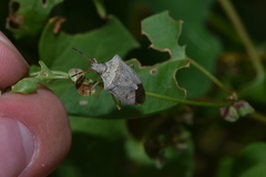 Euschistus servus euschistoides