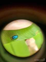 Endelus cupido