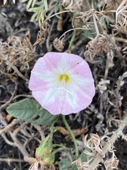 Convolvulus arvensis