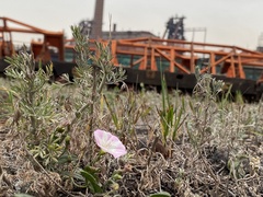Convolvulus arvensis