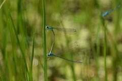 Enallagma circulatum