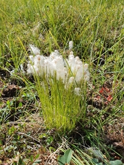 Trichophorum alpinum