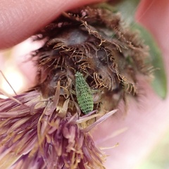 Oncotylus viridiflavus