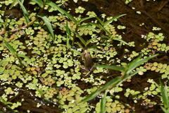 Rana japonica