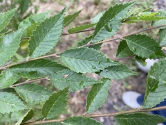 Ulmus pumila