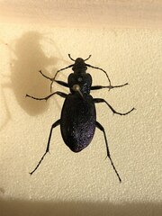 Carabus varians