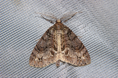 Pseudocoremia suavis