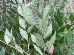 Ulmus pumila