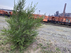 Ulmus pumila
