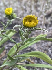 Pentanema britannica