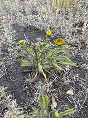 Pentanema britannica