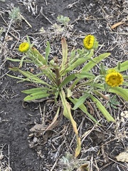 Pentanema britannica