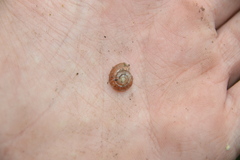 Aegopinella nitidula