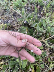 Gypsophila perfoliata