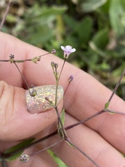 Gypsophila perfoliata