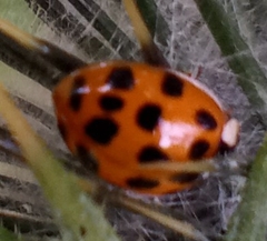 Harmonia axyridis