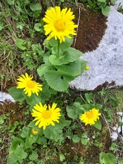 Doronicum caucasicum