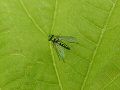 Condylostylus flavipes