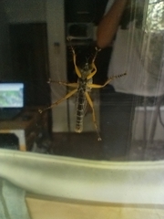 Neomochtherus schineri