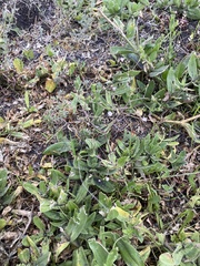 Gypsophila perfoliata
