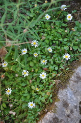 Bellium bellidioides