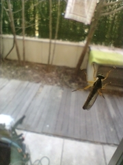 Neomochtherus schineri