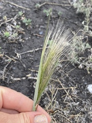 Hordeum jubatum