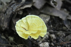 Cotylidia aurantiaca