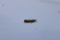 Chrysoteuchia culmella