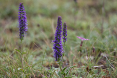 Veronica porphyriana