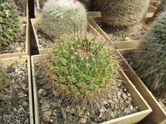 Mammillaria melanocentra rubrograndis