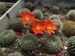 Aylostera kupperiana