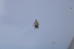 Chrysoteuchia culmella