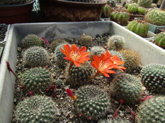Aylostera kupperiana